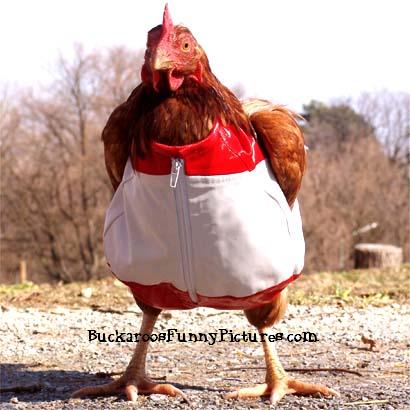 Funny Chicken Pictures on Humor Funny Chickens Chicken Clothes Animal Clothes Funny Animal